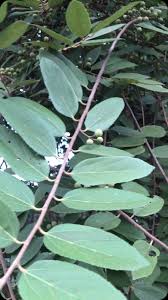 Image result for Grewia pubescens