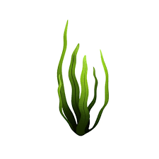 Seaweed In 2020 3d Model Model Coral Shorts