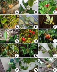 Image result for Mimusops obtusifolia
