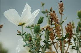 Image result for Argemone