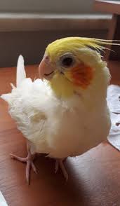 Cockatiel Lulu Creativediysandall Cockatiel Sweet Cute Birdy Sevimli Kus Sultanpapaganlari Papagan Animals Hayvanla Papagan Guzel Kuslar Hayvanlar
