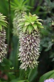 Image result for Eucomis