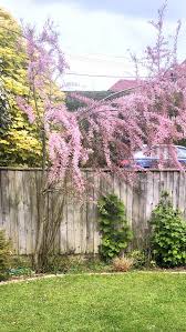Image result for tamarix ramosissima pink cascade