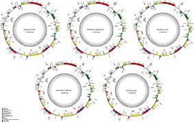 Image result for Tristicha