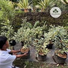 Image result for Suregada