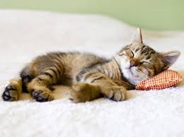 Im katzen haltung forum im bereich katzen forum; Ab Welchem Alter Sind Katzen Geschlechtsreif