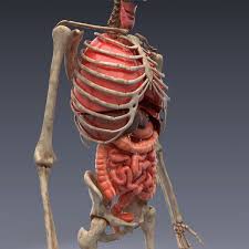 Realistic Human Internal Organs 3d Model In 2020 Human Anatomy Model Human Human Anatomy 3d