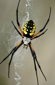 Writing Spider By Wayne Lawson 500px Spider Spider Species Arachnids Spiders