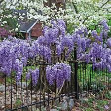 Image result for Wisteria