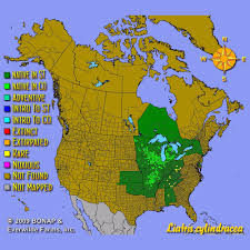 Image result for Indigofera cylindracea