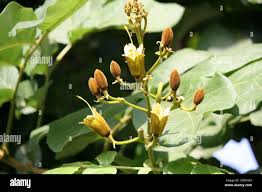 Image result for Fernandoa