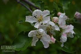 Flowering crab tree berries poisonous to dogs. Everything You Need To Know About Crabapple Trees And Then Some