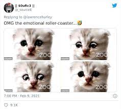 I Believe You Have A Filter Turned On Attorney Accidentally Shows Up With A Cat Filter On For A Zoom Court Hearing Bored Panda