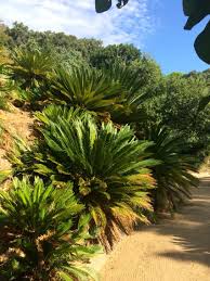 Magnifique Cycas Domaine Du Rayol Le Jardin Des Mediterranees Plants Landscape Amazing