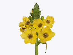 Image result for Ornithogalum pulchrum