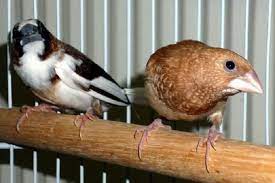 Mengetahui Persilangan Burung Emprit Jepang Dan Parkit Burung Cantik Jepang Hewan