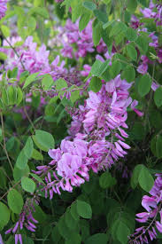 Image result for Indigofera kirkii