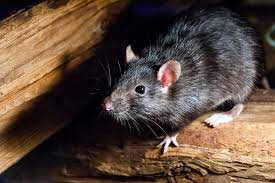 We did not find results for: Deratisation Lutter Contre Les Rats Et Les Souris Stoprat