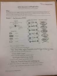 Dna polymerase adds complementary bases in the 5' to 3' direction to form the leading strand. Models Of Dna Structures Babyhabsbio11