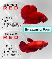 Breeding Pair Super Red Full Red Betta Fish 10 00 Economy Shipping Ikan Cupang Hewan Ikan