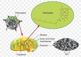 Leaf and flower in a plant: Thylakoid Chloroplast Photosynthesis Stroma Chlorophyll Png 832x587px Thylakoid Adenosine Triphosphate Biology Cell Cellular Respiration Download Free