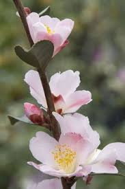 Hardy Colorful Shrubs Will Brighten Any Drab Day Plants Camellia Trees To Plant