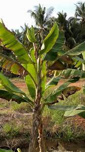 Tahap ujian psikotes ini biasanya dilakukan untuk menentukan posisi gambar secara presisi dan proporsional antara letak gambar dan kertas, serta bawah kertas. Pokok Pisang Berbuah Tunjuk Langit Ditemui Gambar Azizulwmc Com