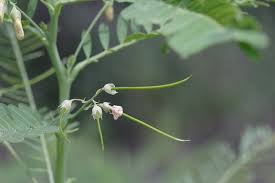 Image result for Sesbania macrantha