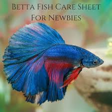 Betta Fish Care Sheet For Newbies Betta Fish Care Sheet Betta Fish Care Betta Fish Betta Fish Tank