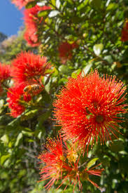 Check spelling or type a new query. Bees In The Rata Flowers Bush And Beach