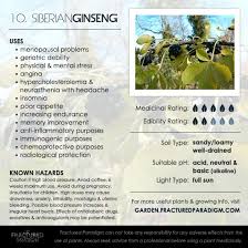 10 Siberian Ginseng Medicinal Plants For Your Garden Medicinal Plants Healing Garden Healing Herbs