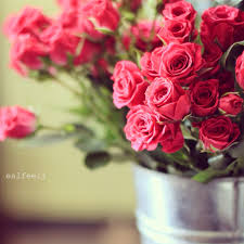 رمزيات ورد Pink Rose Rose Pink Roses Flowers