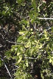 Image result for Gymnosporia heterophylla
