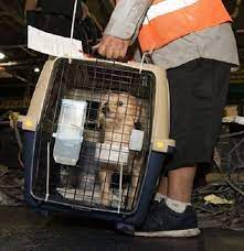 Pet van lines' ground transportation will ensure the safety of your beloved pets as they make their way to your next home. Pin On Love For Dogs