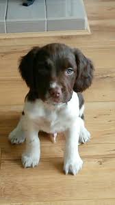 Black And White Cocker Spaniel Puppy 8 Weeks English Springer Spaniel Puppy 8 Weeks English Springer Spaniel Puppy Spaniel Puppies Springer Spaniel Puppies