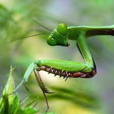 We offer information on praying mantis for research and educational use. Beneficial Bugs