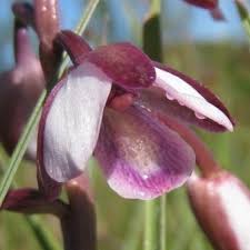 Image result for Eulophia hians