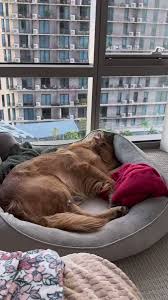 @contextdogss video Tweet