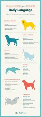 Decoding Your Dog S Body Language In Any Situation Dog Body Language Dog Training Dog Care Tips