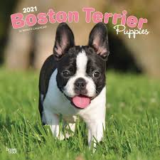 Find the perfect puppy for you! Boston Terrier Puppies 2021 12 X 12 Inch Monthly Square Wall Calendar Animals Dog Breeds Terrier Puppy Browntrout Publishers Inc Browntrout Publishers Editing Team Browntrout Publishers Design Team Browntrout Publishers Design Team
