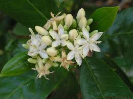 Image result for Tarenna pavettoides