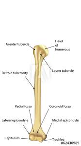 An impact fracture, often the result of a humeral fracture, is where one bone fragment is driven into the spongy bone of. Humerus Labeled Diagram Stock Vector Adobe Stock