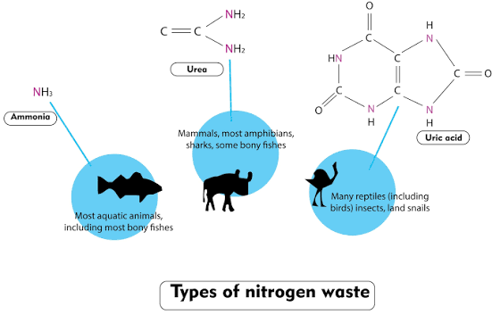 Important Notes on Uricotelism for NEET Biology - Definition, Examples