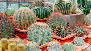 A black man convicted in texas of attempted assault. Cactus Archives A P Nursery