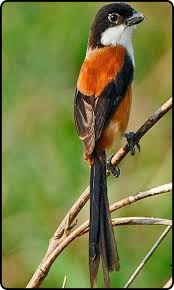 We did not find results for: Burung Cendet Juara Gacor Mp3 For Android Apk Download