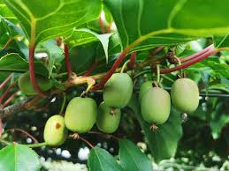 Image result for foto minikiwi