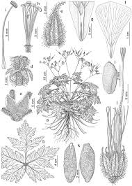 Taxonomic Revision of Geranium Sect. Ruberta and Unguiculata (Geraniaceae)1