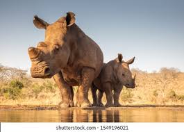 Baby White Rhino Hd Stock Images Shutterstock