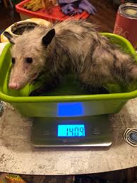 It is not suggested to give any type of milk to the neonatal opossum that still has its eyes closed, because they need to be stimulated to urinate by wiping. It S Opossum Baby Season Here S What You Need To Know Wildheart