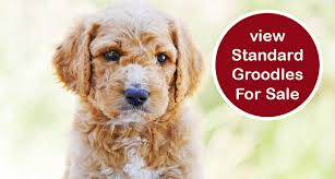 Maybe you would like to learn more about one of these? Groodle Puppies For Sale Chevromist Kennels Puppies Australia